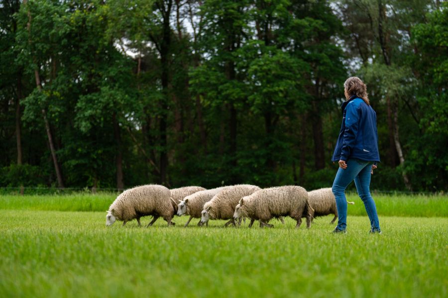 Otterlo Events Schapendrijven